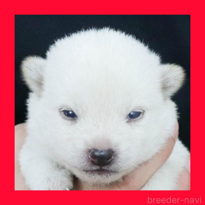販売中の愛知県の柴犬-407172の1枚目